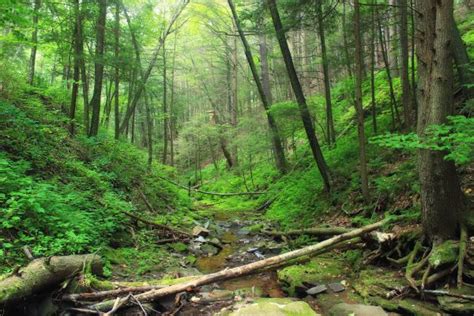 Free Images Tree Creek Swamp Wilderness Hiking Trail Summer