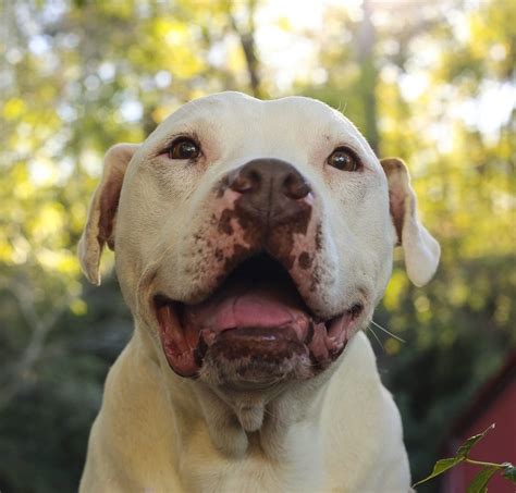 All proceeds from our ebay shop are used to help support and improve the lives of pets in our southern mountain community. No-Kill Pet Rescue | Brother Wolf - Asheville, NC