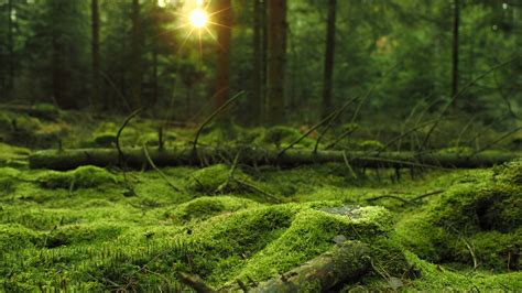 Algae Covered Tree Branches In Forest With Sunbeam Hd Forest Wallpapers