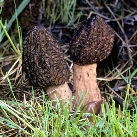 Morchella angusticeps Culture — Fungi Perfecti