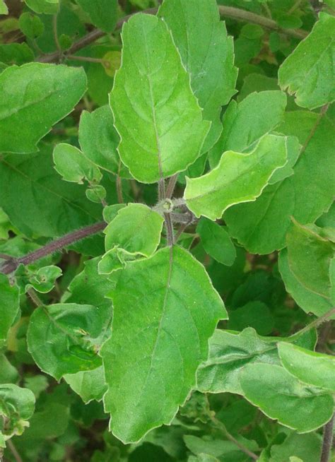 Fileocimum Tenuiflorum Holy Tulasi Plant At Kakinada 02