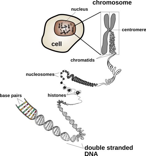 Chromosomes And Karyotypes General Biology At Bcc