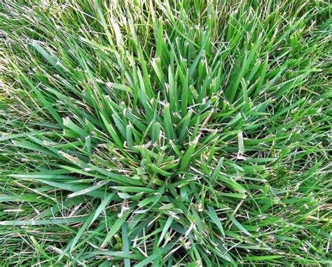 Weed Of The Month Series Coarse Tall Fescue Organo Lawn