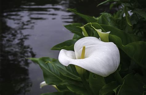 Hd Wallpaper Flowers Calla Lily Nature Sunbeam White Flower