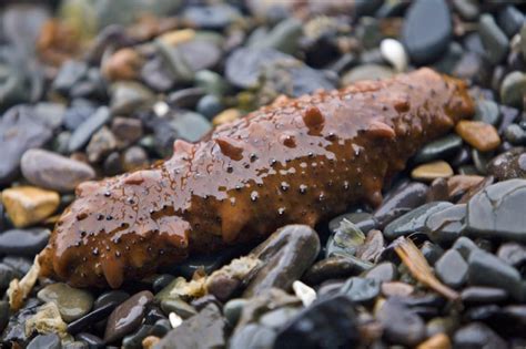 All About Sea Cucumbers