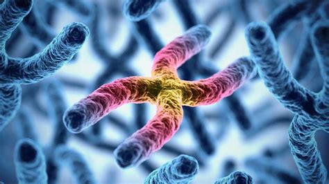 Jenis Mutasi Tingkat Kromosom Wanda Mackay