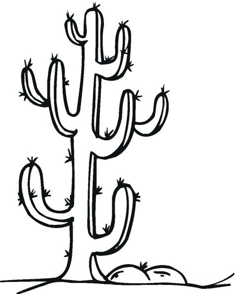 Barrel Cactus Drawing At Getdrawings Free Download