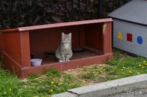 Feral Cat Rescue Groups Align To Spread Trap Neuter Lessons
