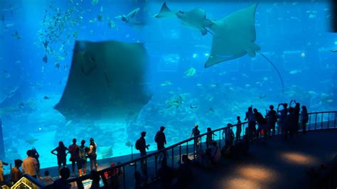 Biggest Aquarium Fish Tank In Singapore Sea Aquarium