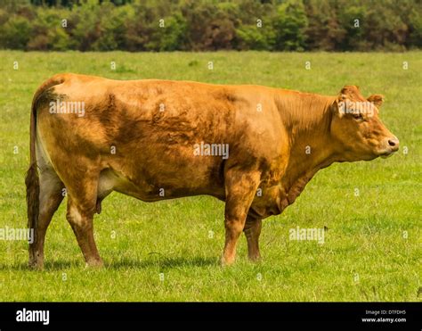 Limousin Cattle Cow Bull Stock Photo Alamy