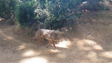 Iberian Wolf At Barcelona Zoo Youtube