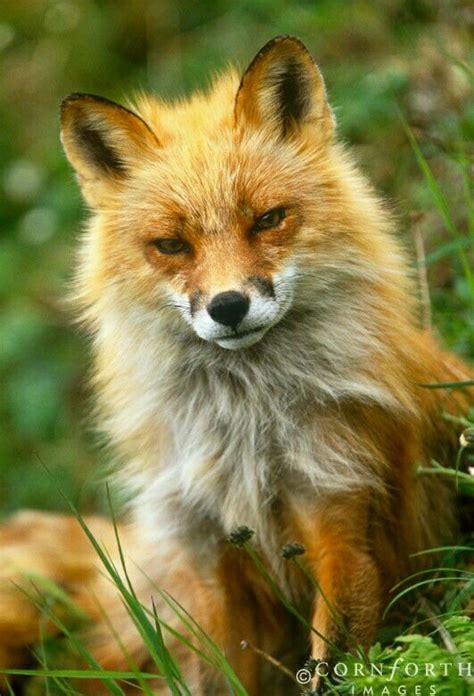 Cute Foxie Fox 3 Fox Animals Beautiful Animals Wild