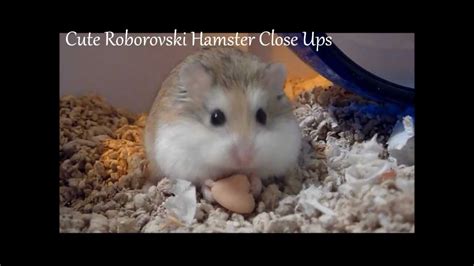 Cute Roborovski Dwarf Hamsters Youtube