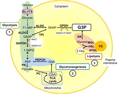 Metabolic Glycerol 3 Phosphate Sources Used To Produce Triglycerides