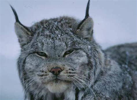 Maybe you would like to learn more about one of these? Lynx (Felis lynx) - Tetlin - U.S. Fish and Wildlife Service