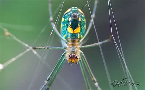 Louisiana Belle Venusta Orchard Spider