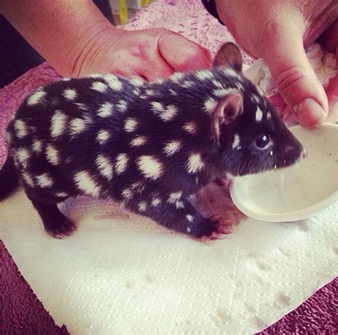 Baby Eastern Quoll Bored Panda