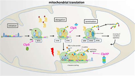 Proposed Roles Of Clpb Clpx And Clpxp In Mitochondrial Translation