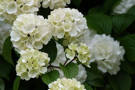 Growing Viburnum Plants A Guide To Propagation Planting And Care