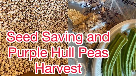 Seed Saving And Purple Hull Peas Harvest Youtube