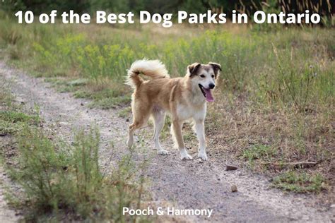 Amazing Dog Parks To Visit In Ontario Pooch And Harmony