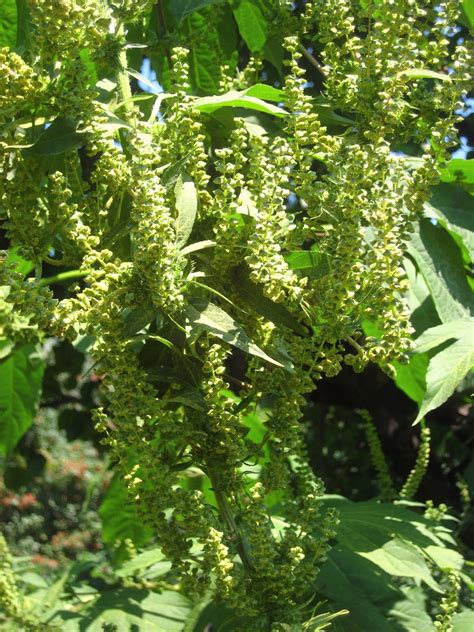 Ragweed starts to release pollen in august, with maximum concentrations and high risk of allergic reactions between august 25 and 30. Meadow Muffin Gardens: Hayfever season! Who to Blame for ...