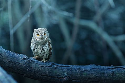 20 Fun Facts About Owls Gardeninguru