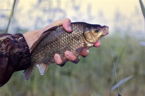 Crucian Carp In North Ponds Stock Image Image Of Holiday Angler