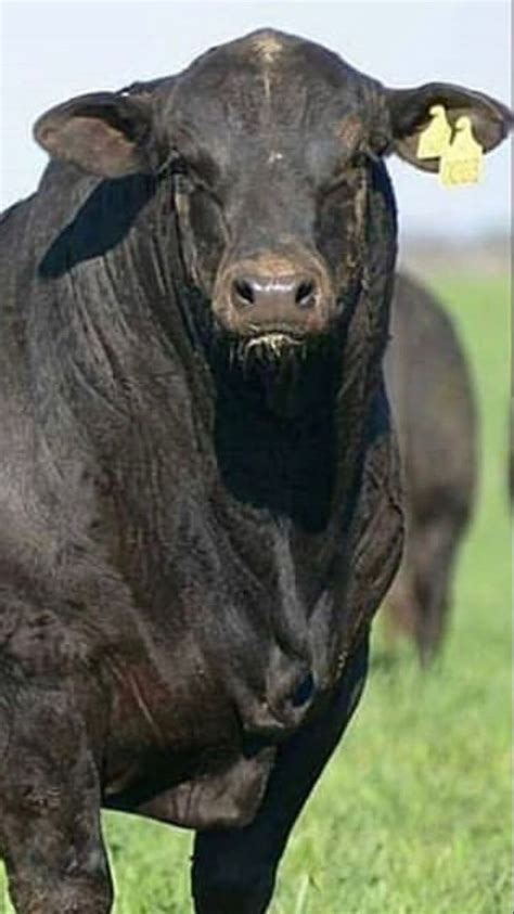 Brangus Bull Art Hereford Cattle Beef Cattle