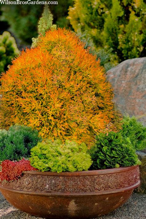 Buy Fire Chief Arborvitae Free Shipping Wilson Bros Gardens 2