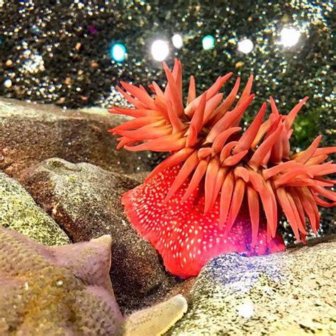 Talks And Feeding Times Sea Life Michigan Aquarium