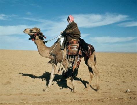 Camel Bactrian Dromedary And Facts