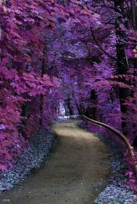 46 Things That Show The Power Of Purple Beautiful Nature