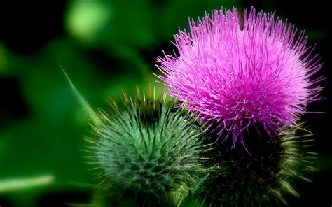 Milk Thistle Full Hd Wallpaper And Background Image 2560x1600 Id383101