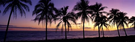 Online Crop Silhouette Of Coconut Trees Beach Landscape Sunset
