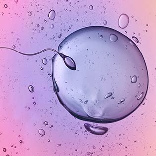 How Long Can Sperm Live Inside The Female Body