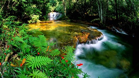 Tropical Rainforest Jungle Cascade Waterfall Transparent Water Rocks