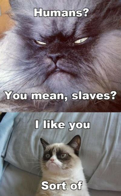 129 Hilarious Grumpy Cat Memes