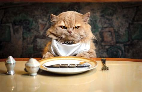 10 Tips On Fussy Cat Eating Cats Funny Animals Funny Cats
