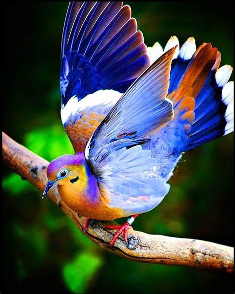 Blue Birds Photography