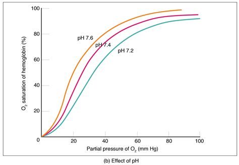The oxygen dissociation curve demonstrates that as the partial pressure of oxygen increases, more oxygen binds hemoglobin. Oxygen dissociation from hemoglobin By OpenStax (Page 2/19 ...