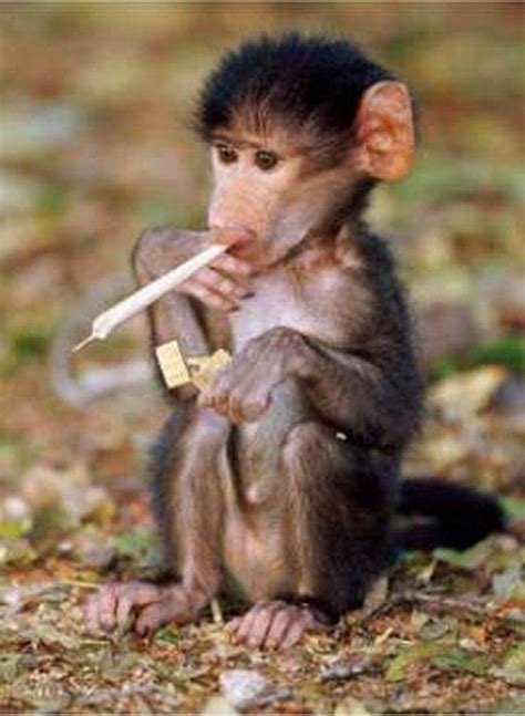 Top 10 Funny Animal Smoking Pictures Funny Collection World