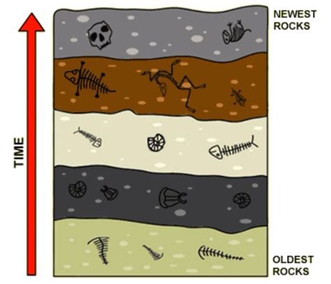 14 Fossil Layers Diagram References Bigmantova