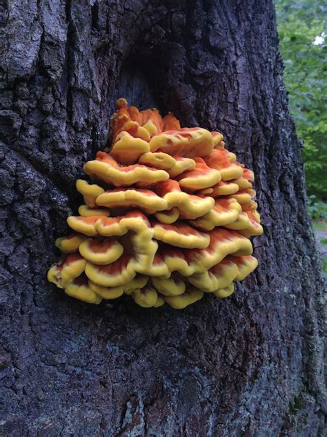Fungi As Staple Food Simons Discoveries