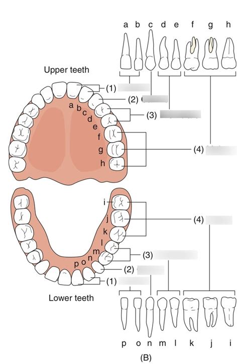 Permanent Teeth Diagram Quizlet