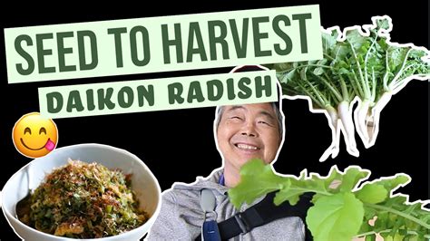 How To Grow Daikon Radish Seed To Harvest Gallon Bucket Youtube