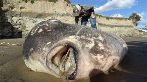 Rare Deep Sea Monster Fish Washes Up On San Diego Beach