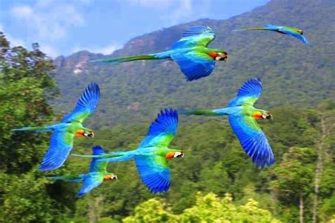 Parrots Flying In The Rainforest XciteFun Net