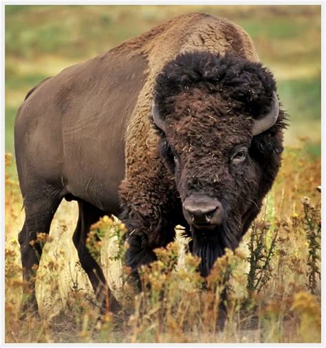 The American Bison And European Bison Facts Ask My Brain Get More