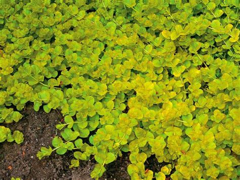 Green Ground Cover Plant With Yellow Flowers Ground Cover Good
